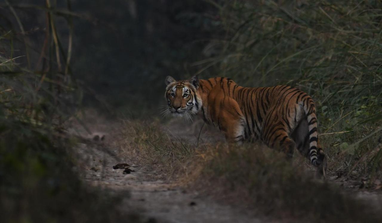 Eden Jungle Resort Sauraha Kültér fotó