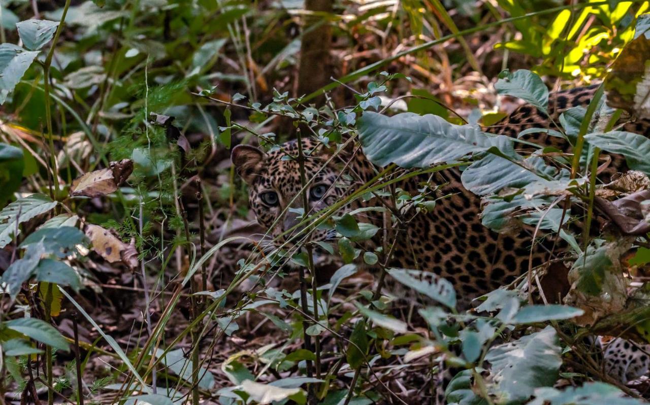 Eden Jungle Resort Sauraha Kültér fotó