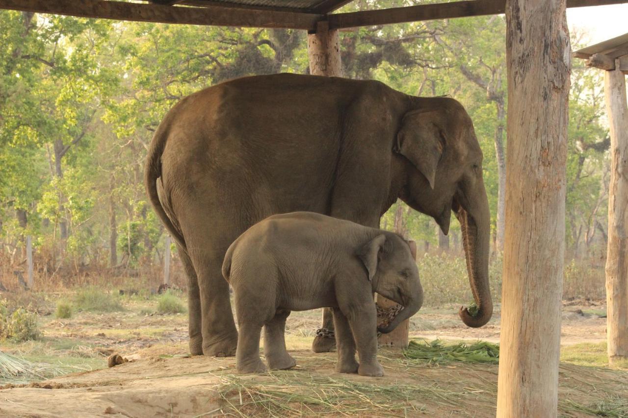 Eden Jungle Resort Sauraha Kültér fotó