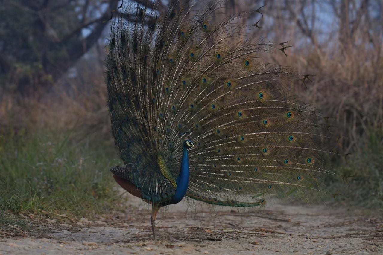Eden Jungle Resort Sauraha Kültér fotó