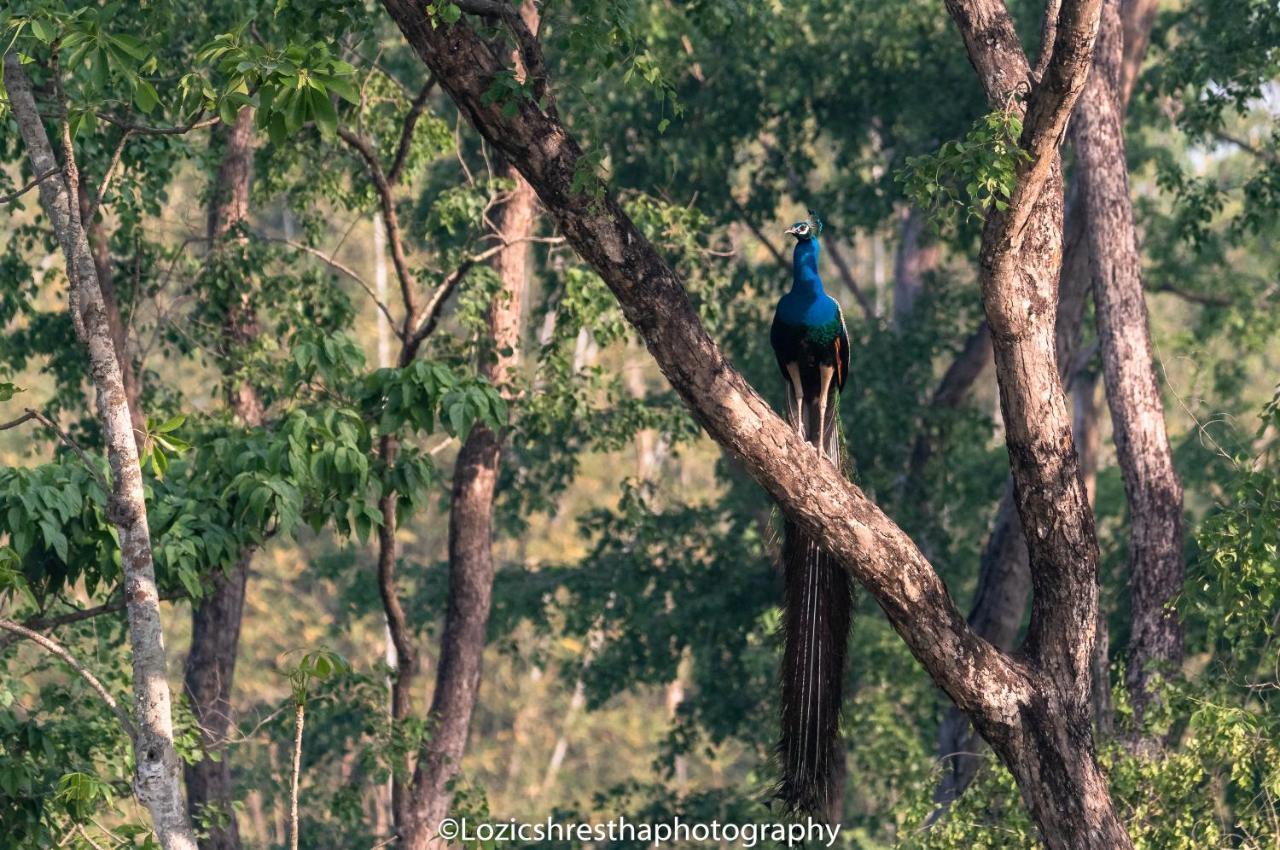 Eden Jungle Resort Sauraha Kültér fotó