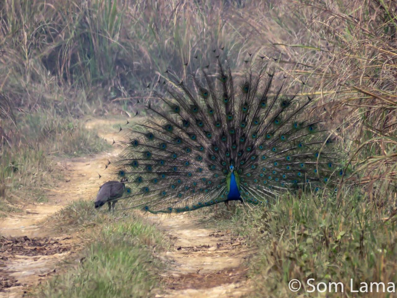 Eden Jungle Resort Sauraha Kültér fotó