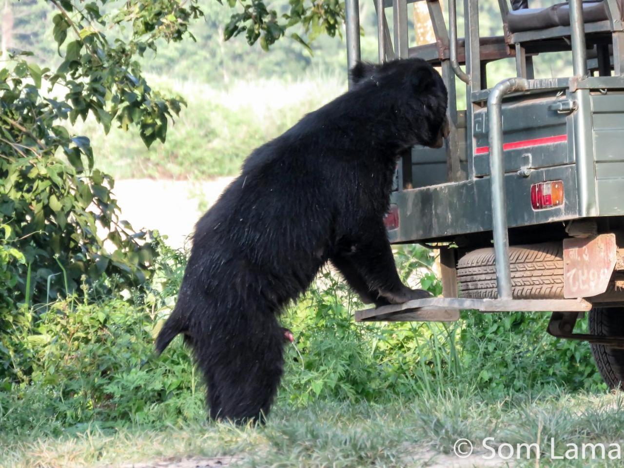 Eden Jungle Resort Sauraha Kültér fotó