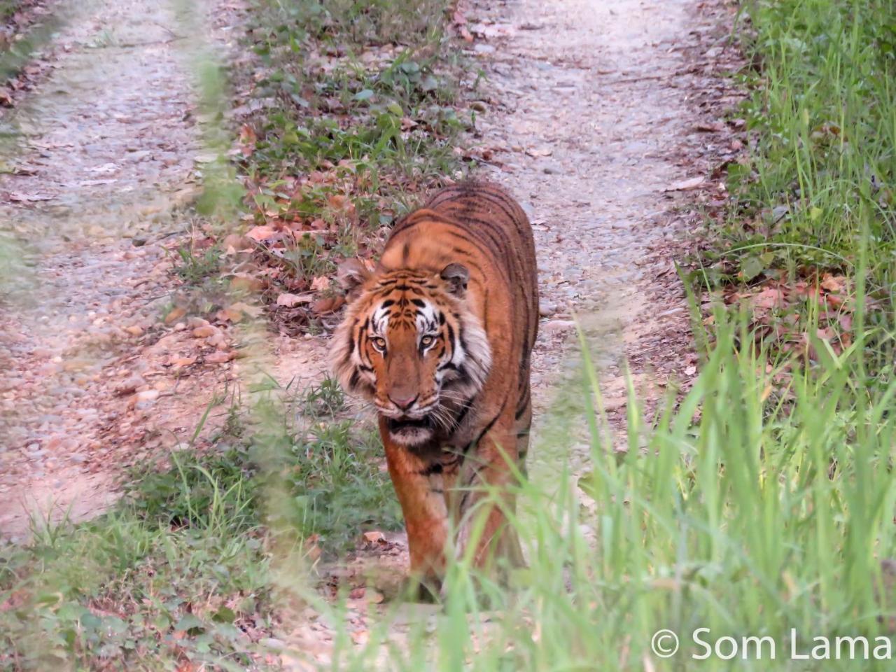 Eden Jungle Resort Sauraha Kültér fotó