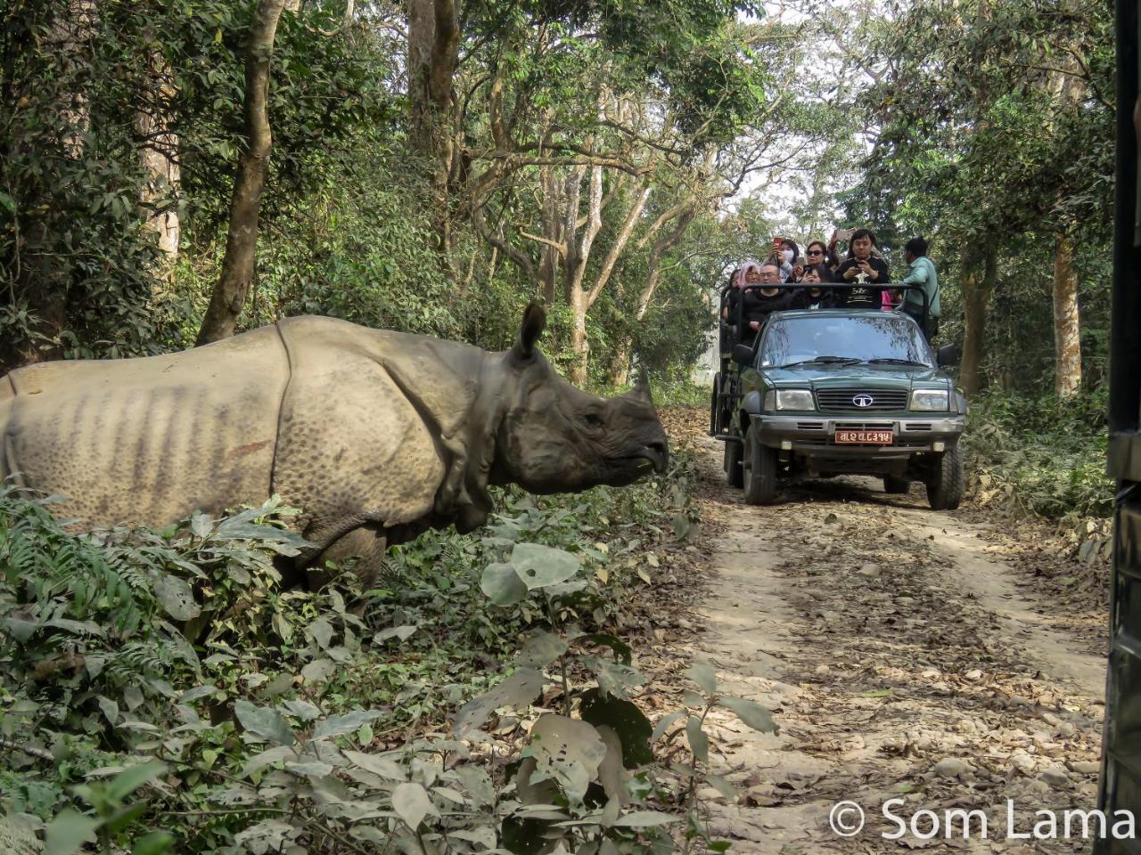 Eden Jungle Resort Sauraha Kültér fotó