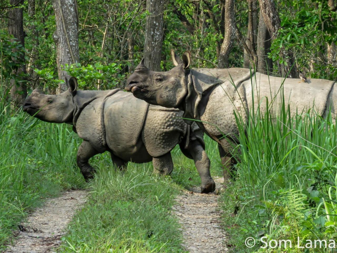 Eden Jungle Resort Sauraha Kültér fotó