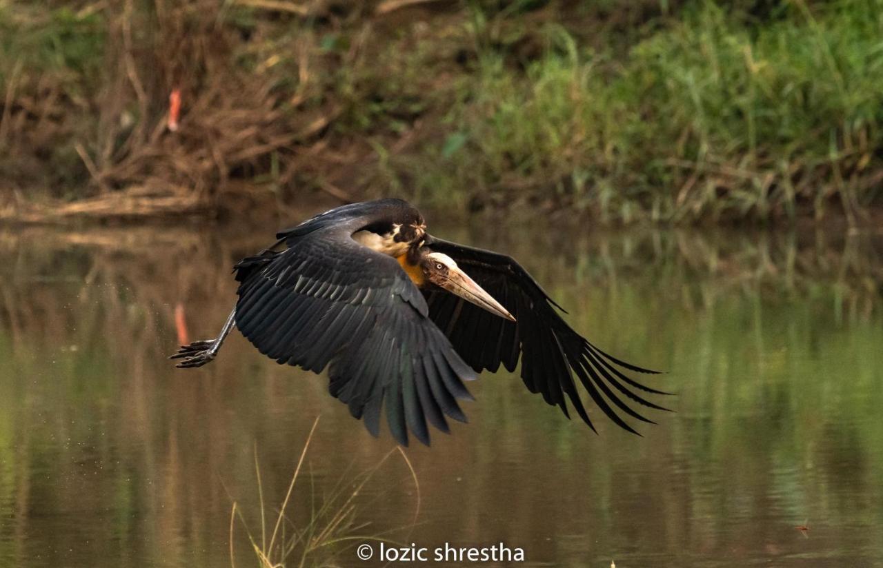 Eden Jungle Resort Sauraha Kültér fotó