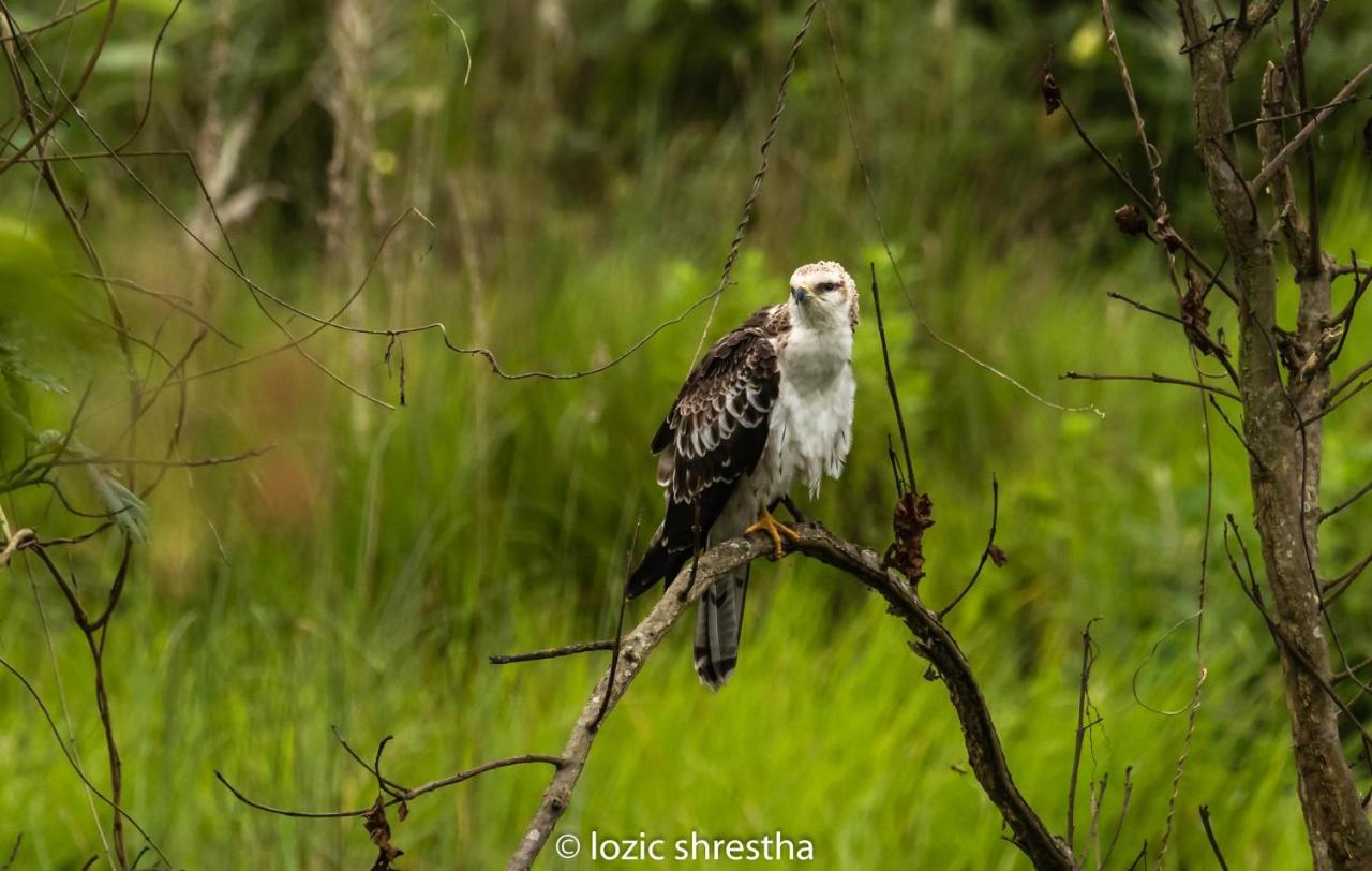 Eden Jungle Resort Sauraha Kültér fotó