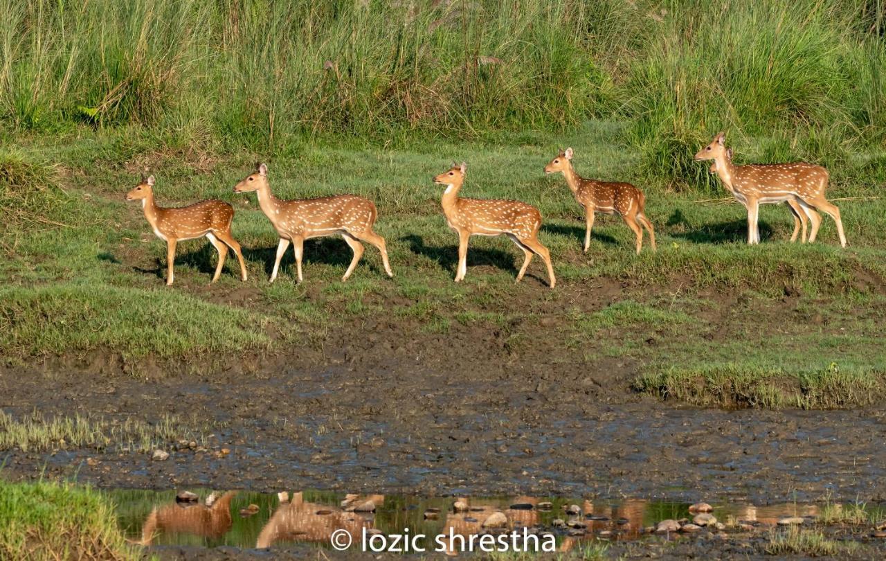 Eden Jungle Resort Sauraha Kültér fotó