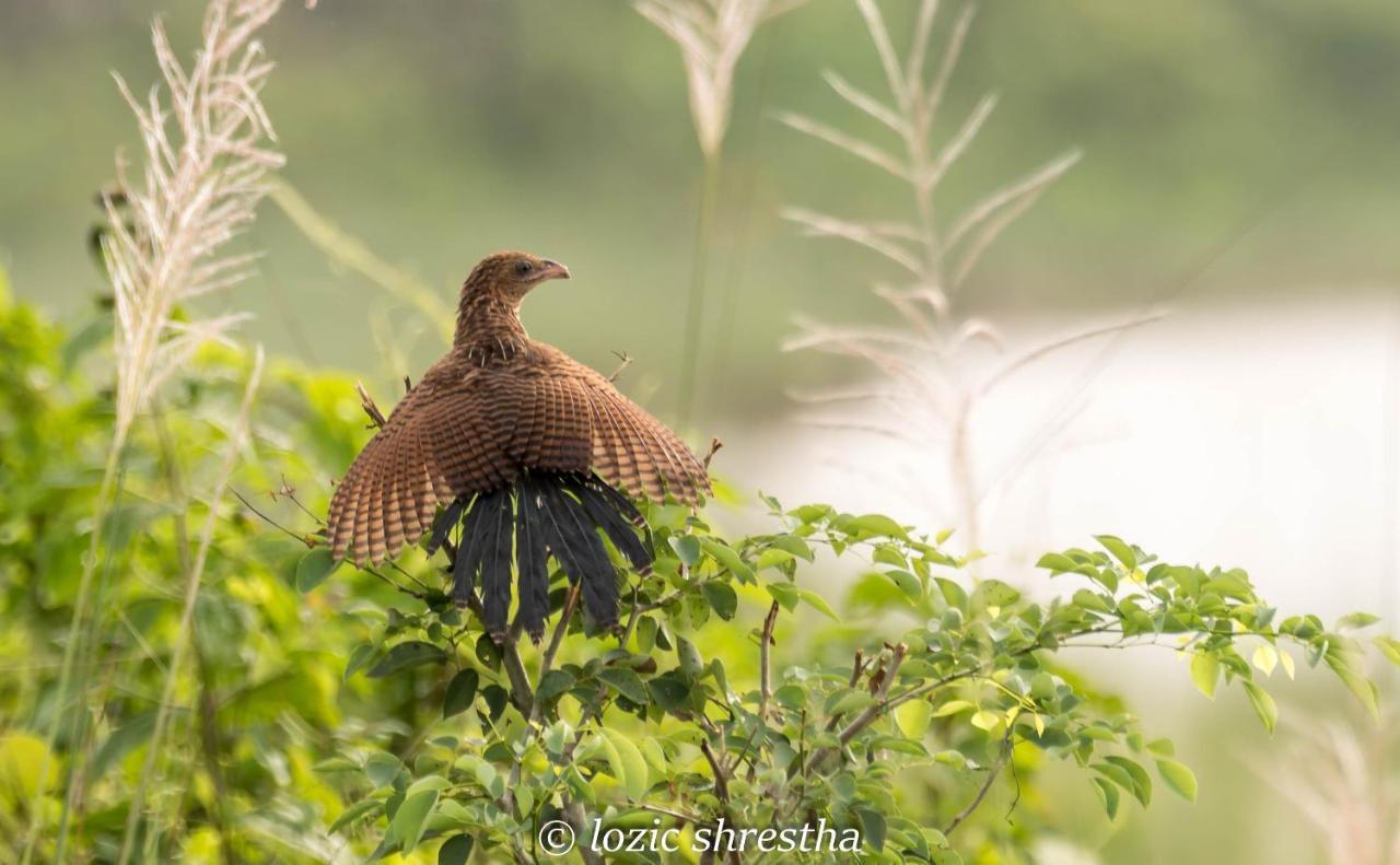 Eden Jungle Resort Sauraha Kültér fotó