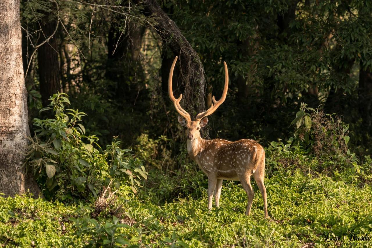 Eden Jungle Resort Sauraha Kültér fotó