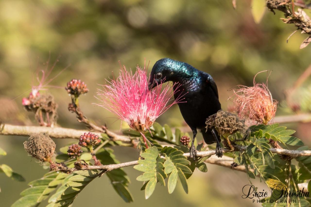 Eden Jungle Resort Sauraha Kültér fotó