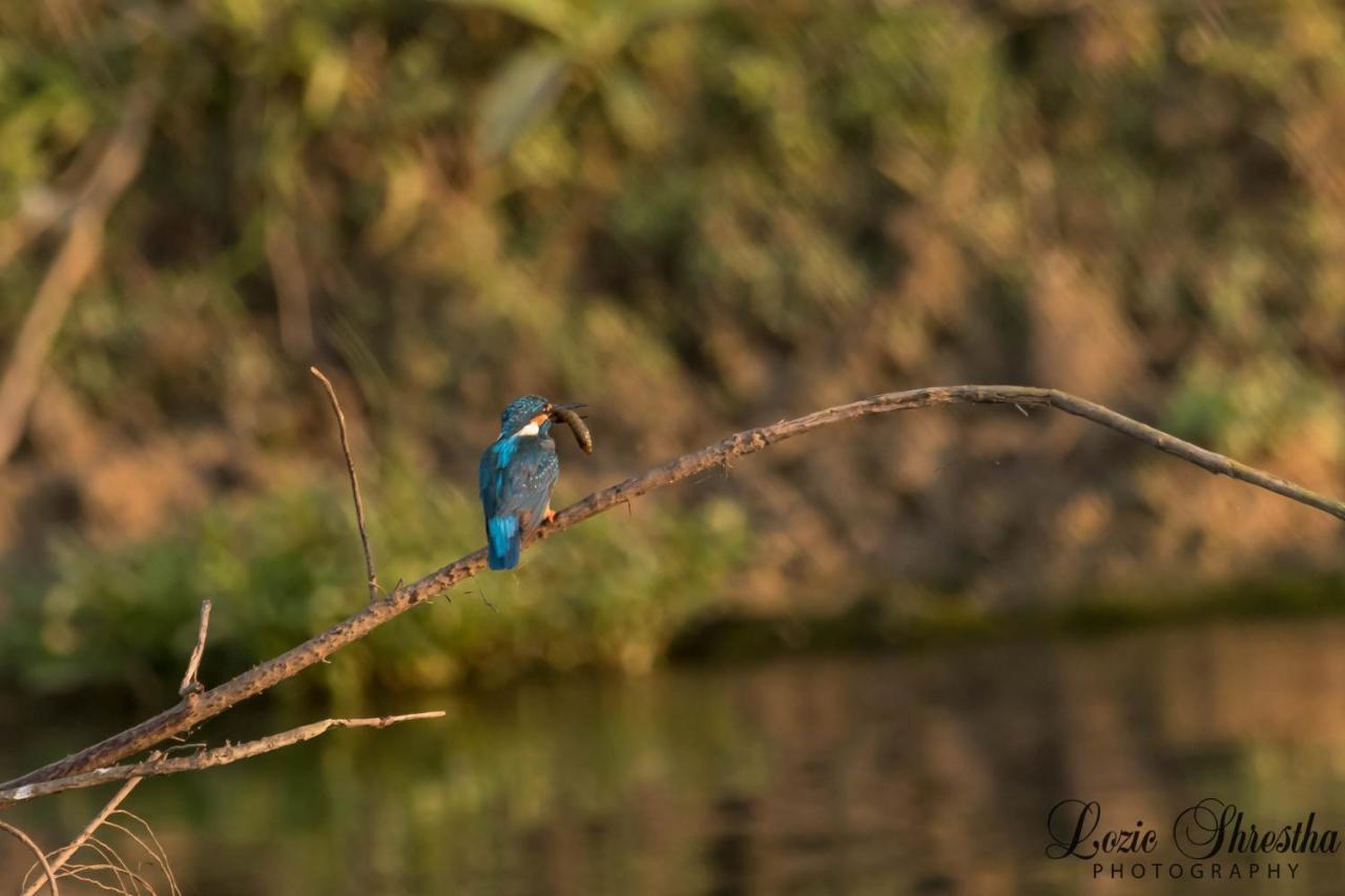 Eden Jungle Resort Sauraha Kültér fotó