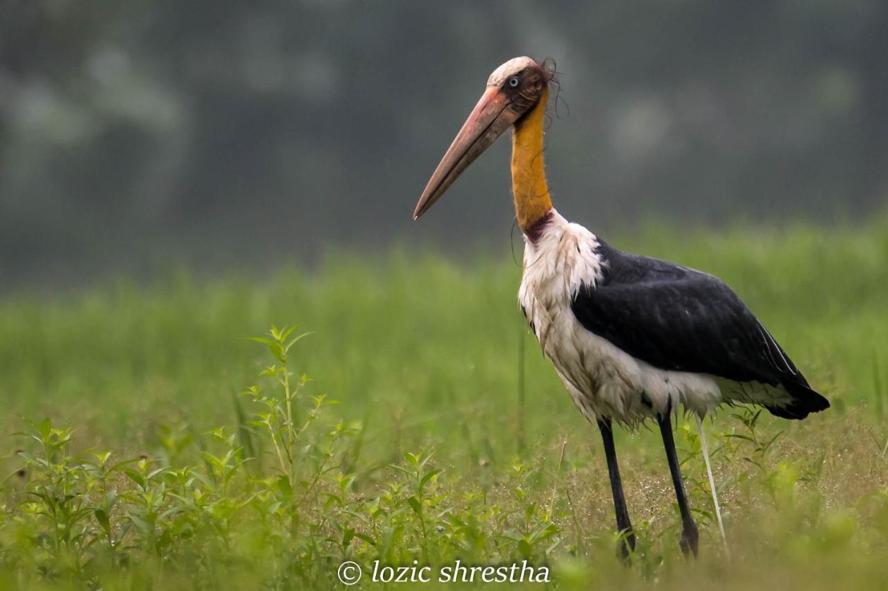 Eden Jungle Resort Sauraha Kültér fotó