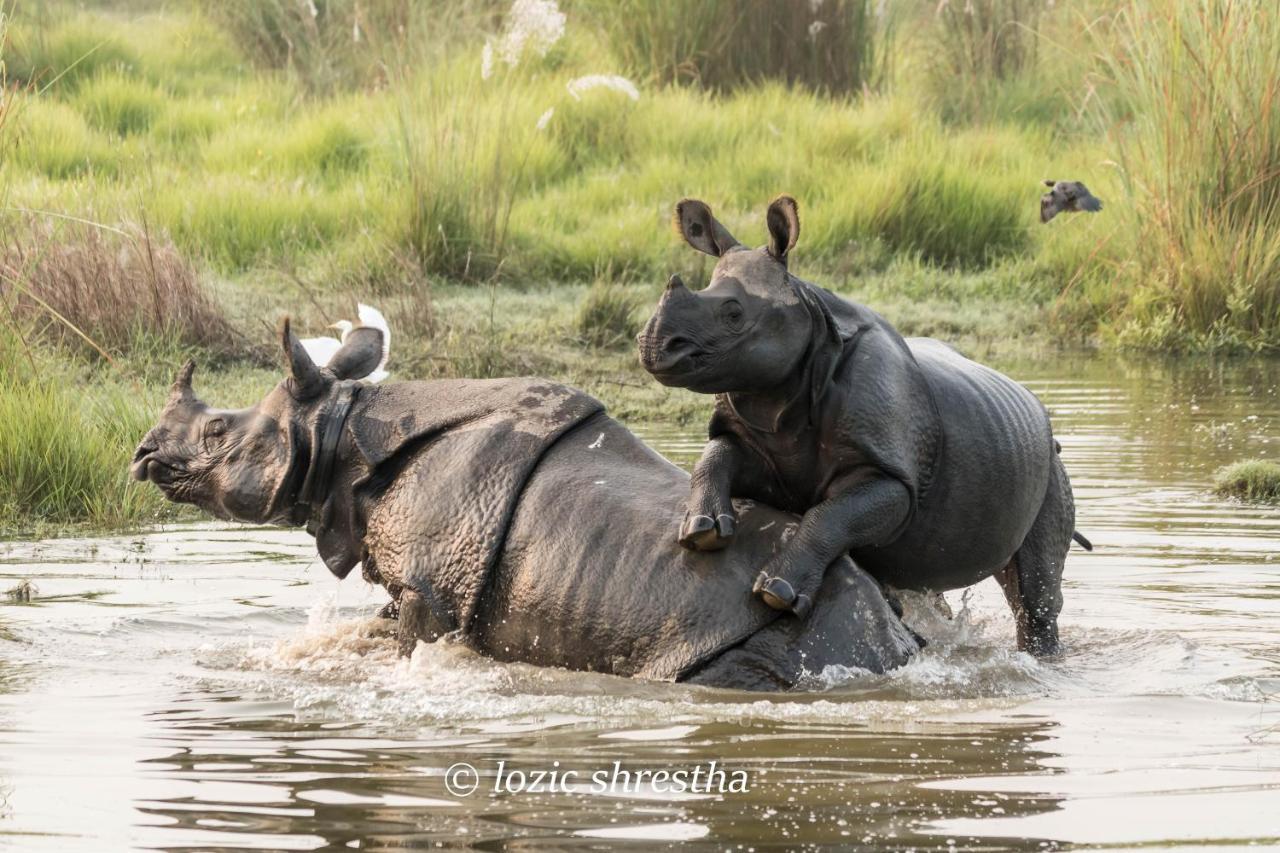Eden Jungle Resort Sauraha Kültér fotó