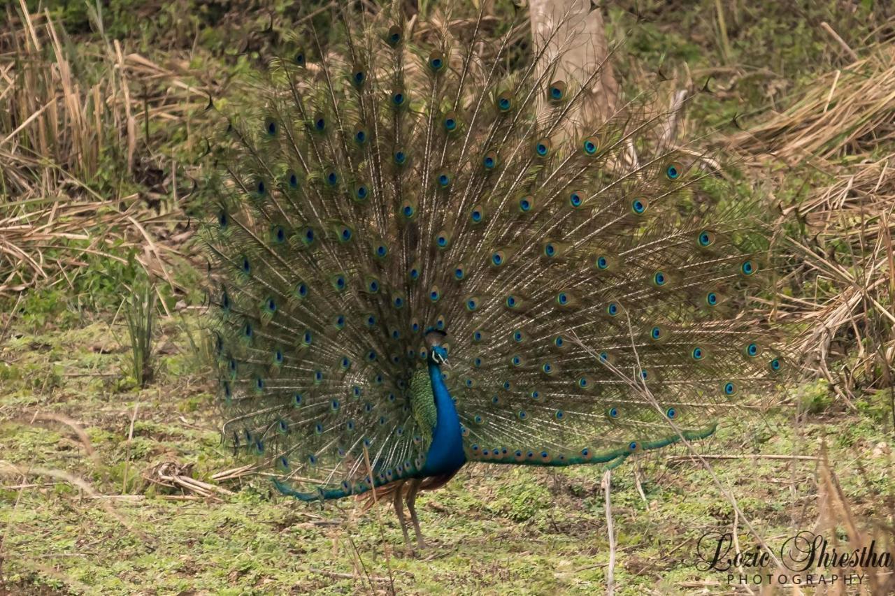 Eden Jungle Resort Sauraha Kültér fotó