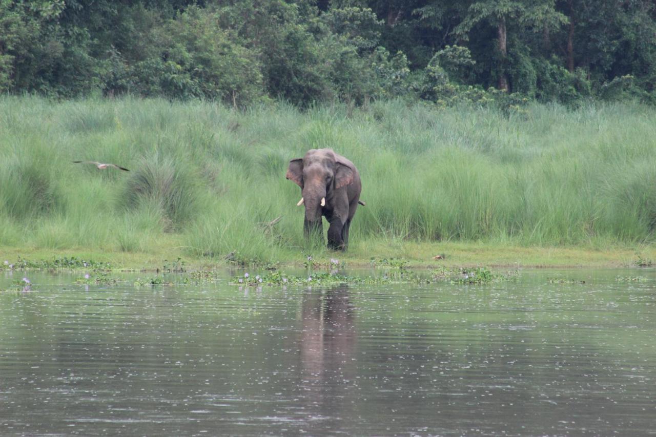 Eden Jungle Resort Sauraha Kültér fotó