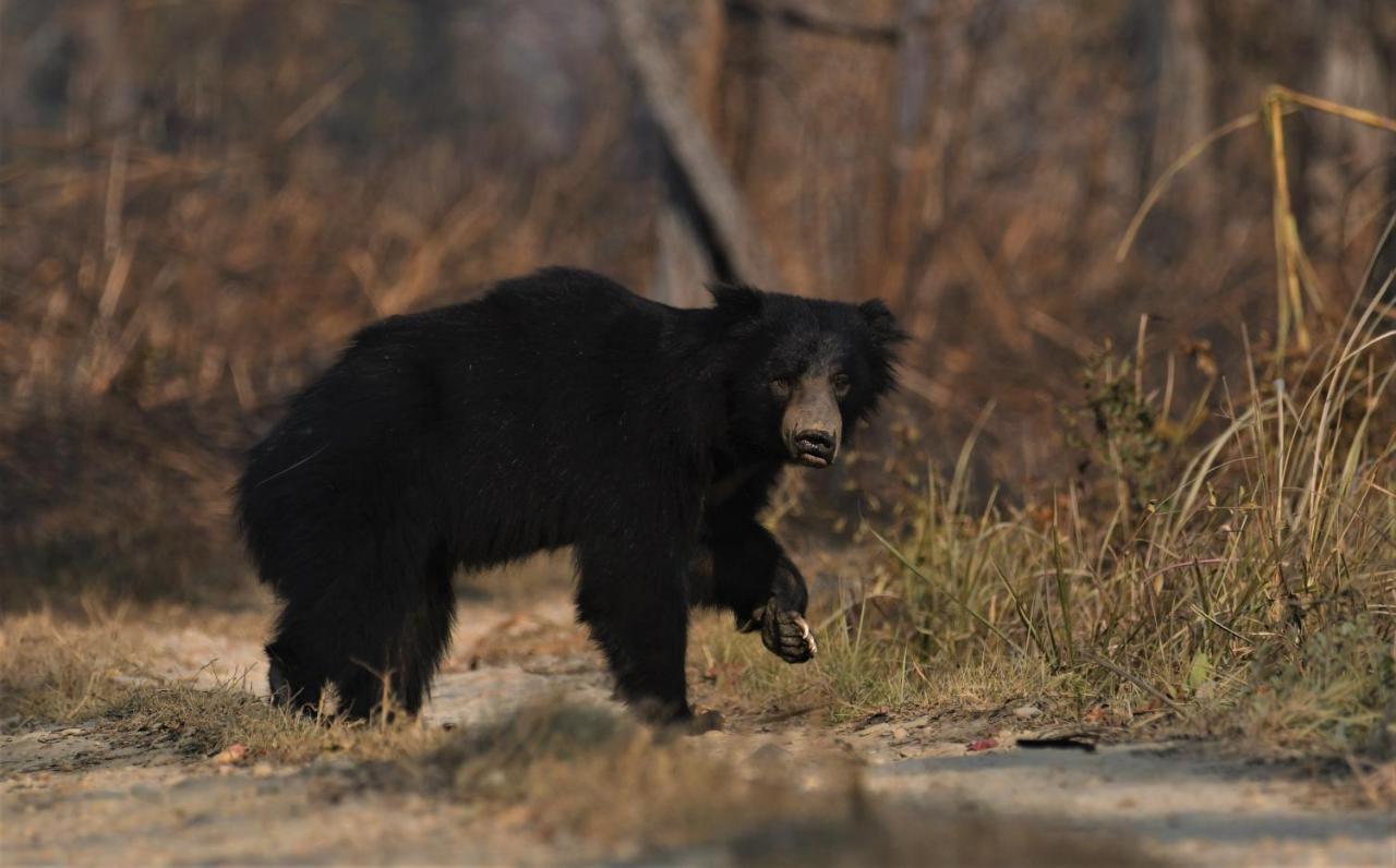Eden Jungle Resort Sauraha Kültér fotó