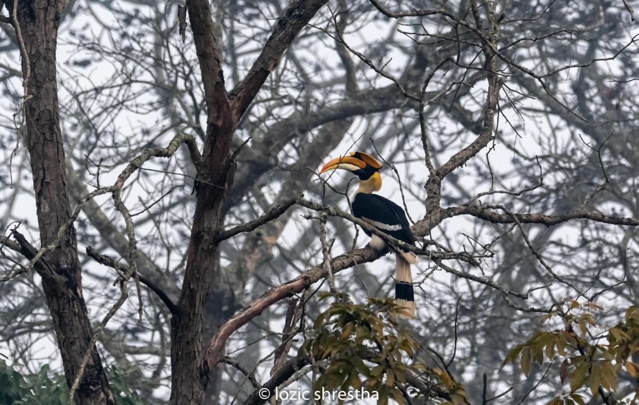 Eden Jungle Resort Sauraha Kültér fotó